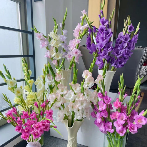 Gladiolus Bulbs-Florist-Quality Blooms•Elegant Cut Flowers