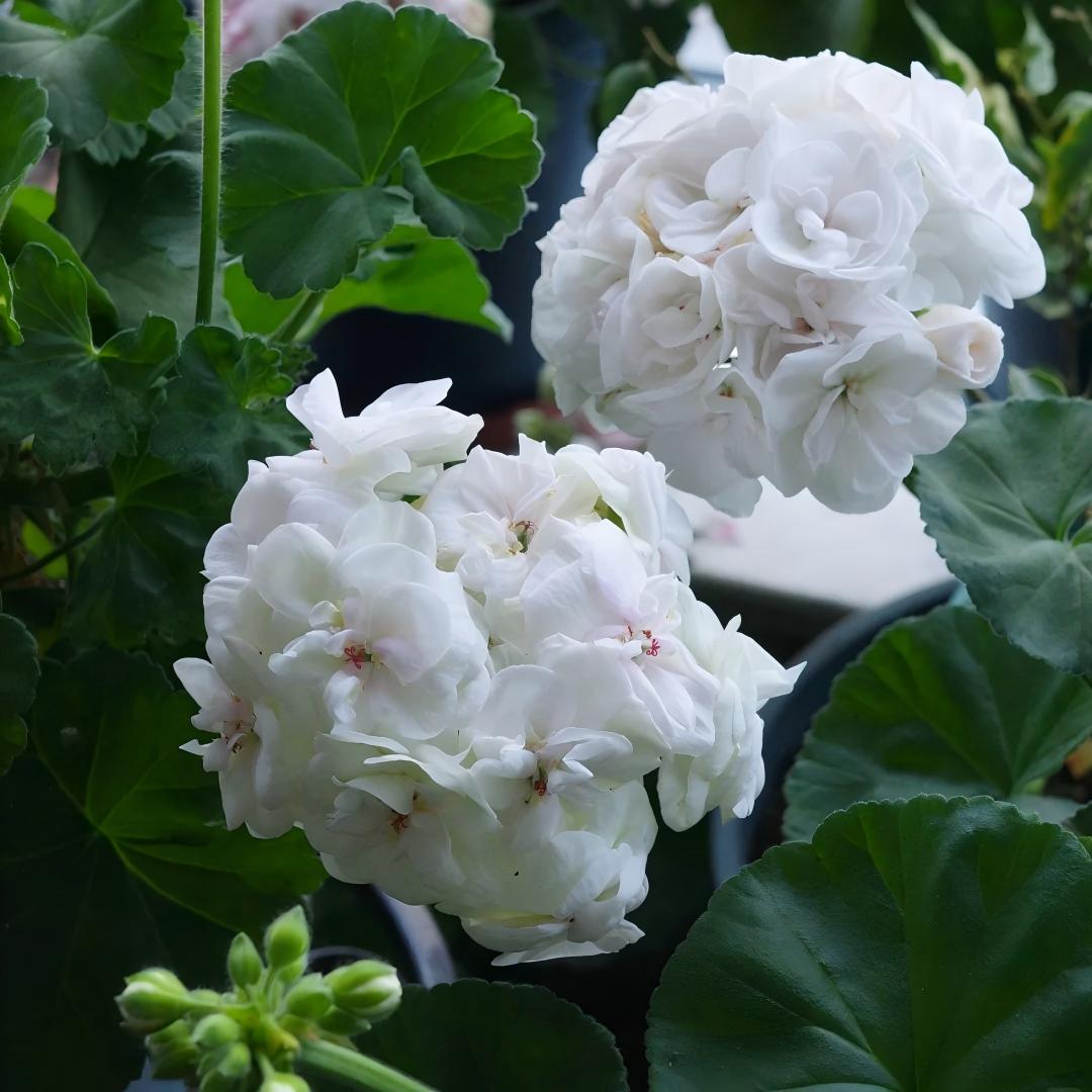 Double Bloom Geranium Seeds