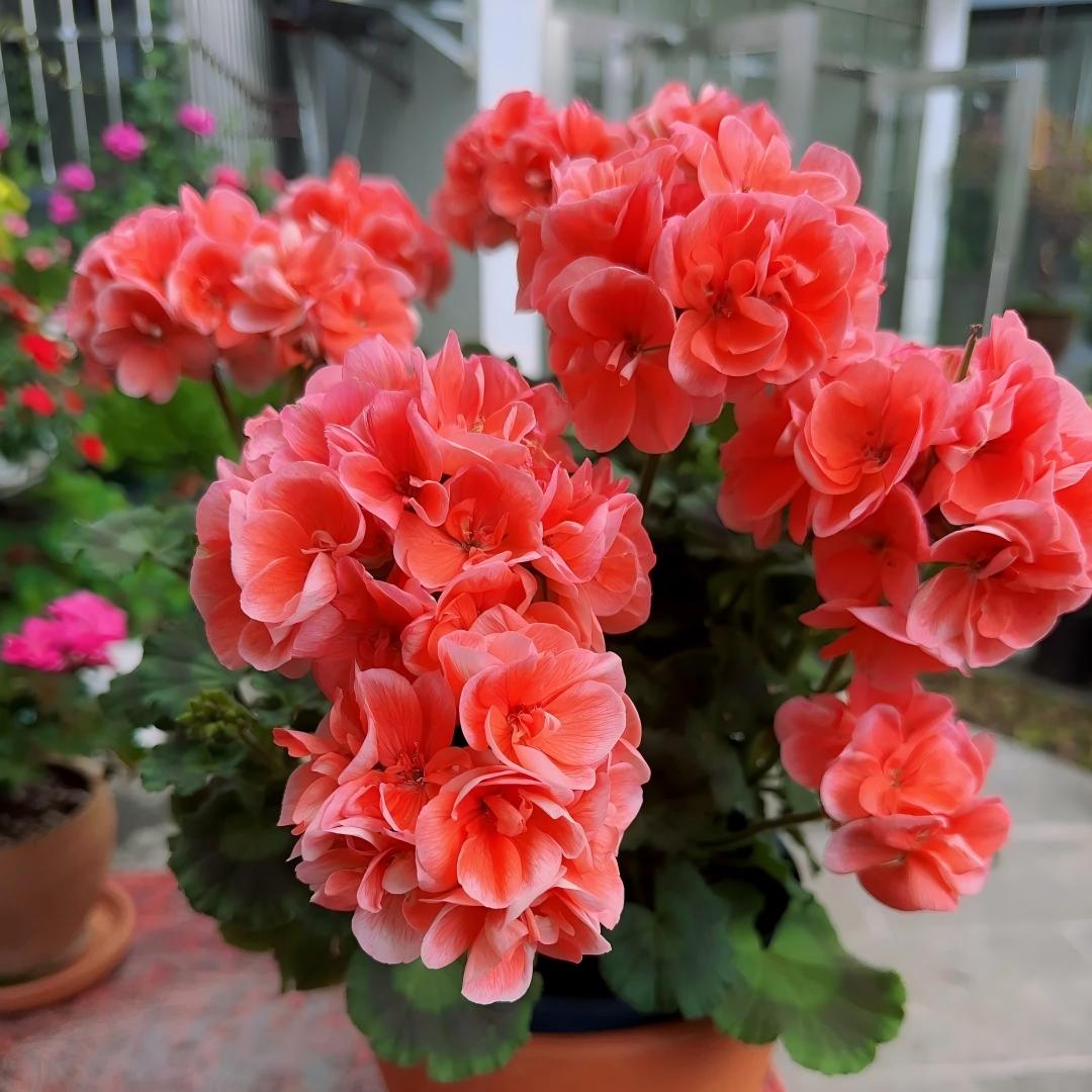 Double Bloom Geranium Seeds