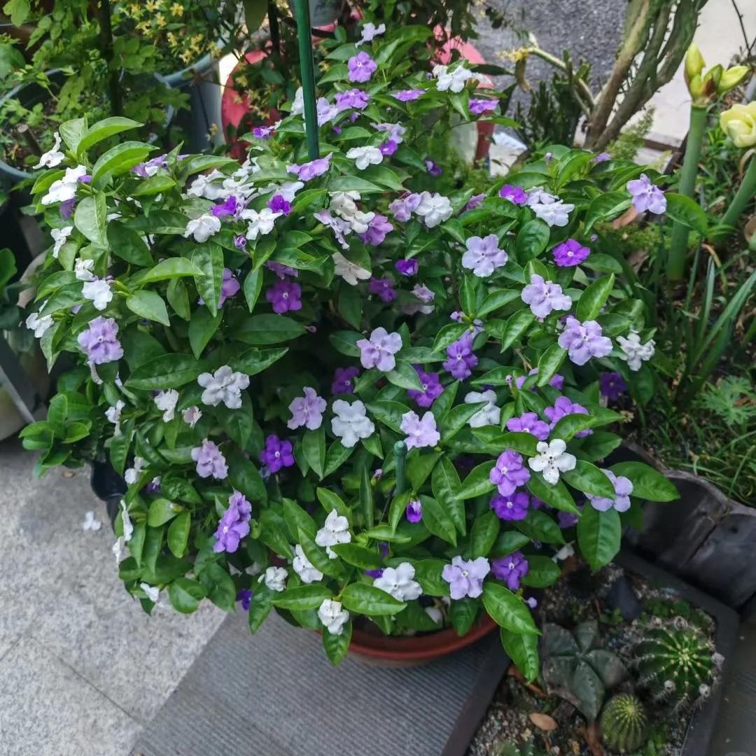 Two-tone jasmine plant-Yesterday-Today-and-Tomorrow💜