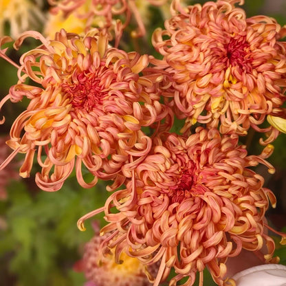 Double Bloom Chrysanthemum Seeds