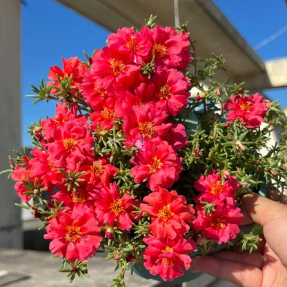 Double-flowered moss rose🌈
