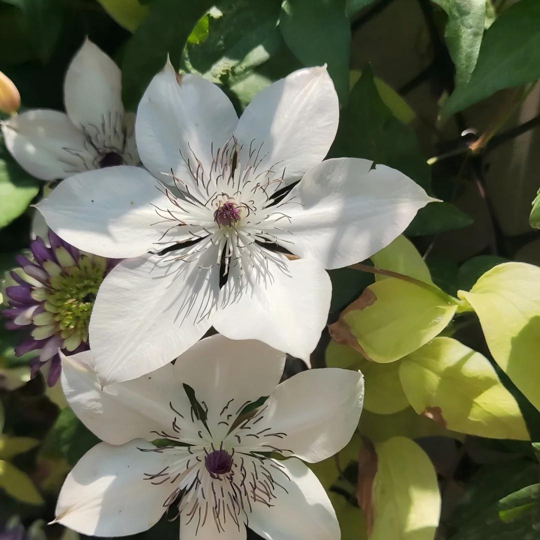 Clematis 'kirilowii' Seeds