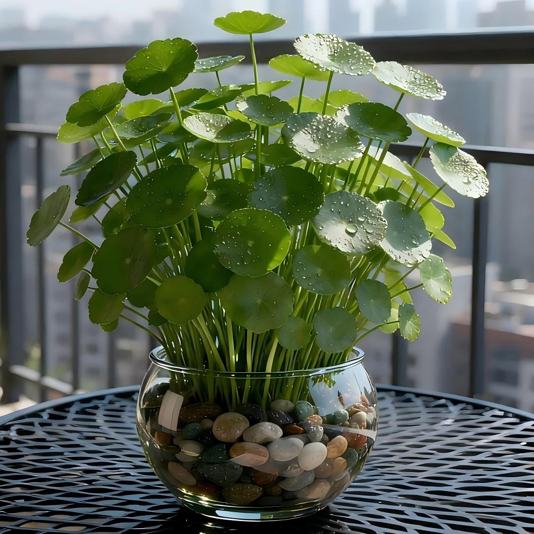 🍀 Water Pennywort Seeds-Copper Coin Grass