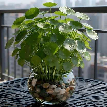 🍀 Water Pennywort Seeds-Copper Coin Grass