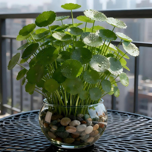 🍀 Water Pennywort Seeds-Copper Coin Grass