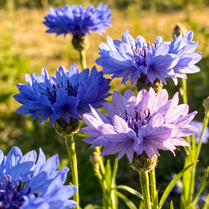 🌼Cornflower Seeds–Create A Colorful Summer Landscape