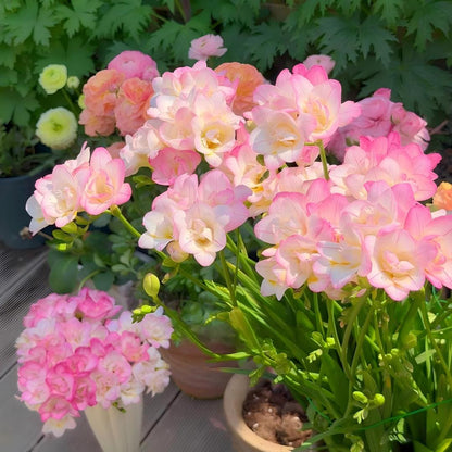 🌷Freesia Bulbs-World Famous Fragrance