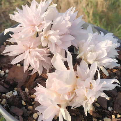 Naked Ladies Colchicum Bulbs - Autumn Blooming Meadow Saffron