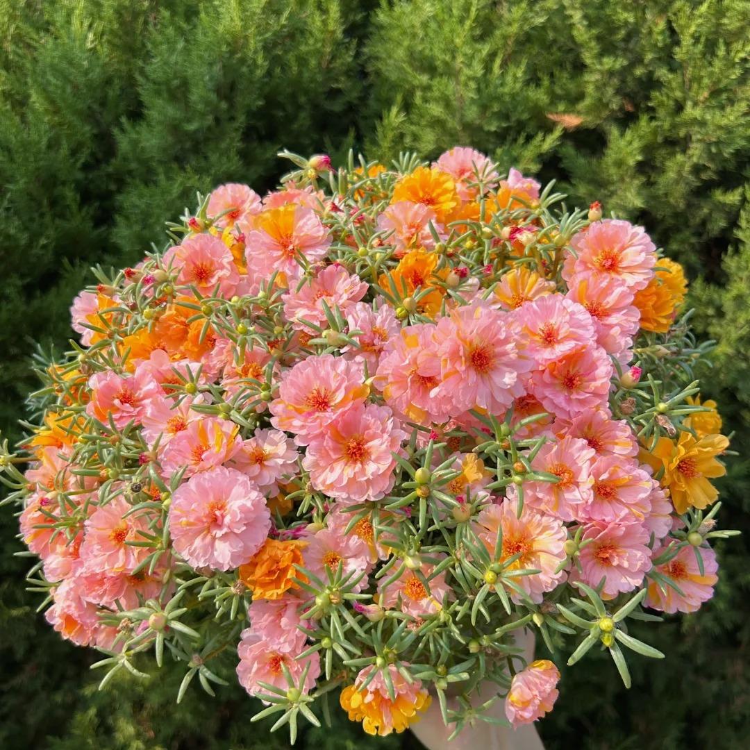 Double-flowered moss rose🌈