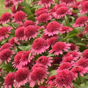 Echinacea 'Rainbow Sherbet' (Coneflower)