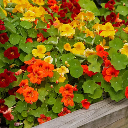 Nasturtium Seeds– Edible Flower for Salads & Garden Color🌼