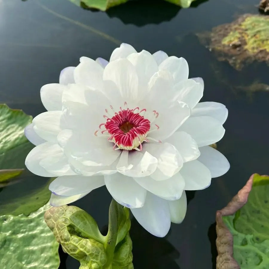 🌸LAST DAY Promotion 50% OFF🌸 Hydroponic Lotus 🌸 | Fresh, Simple & Beautiful(🌱Survival Guaranteed: Free Replacements🌿)