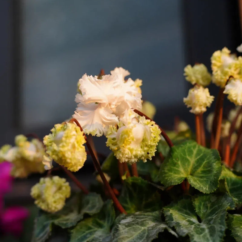 🌸 Fragrant Cyclamen Bulbs-Sweet Scent, Simple Care