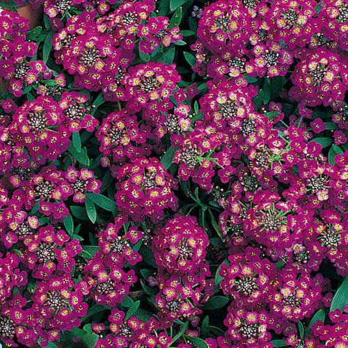 Alyssum Seeds, Royal Carpet