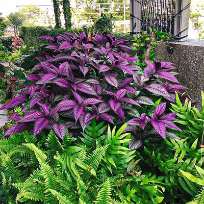 Persian Shield Hued Foliage Plant