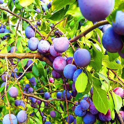 Damson Blue Plums Fruit Seeds