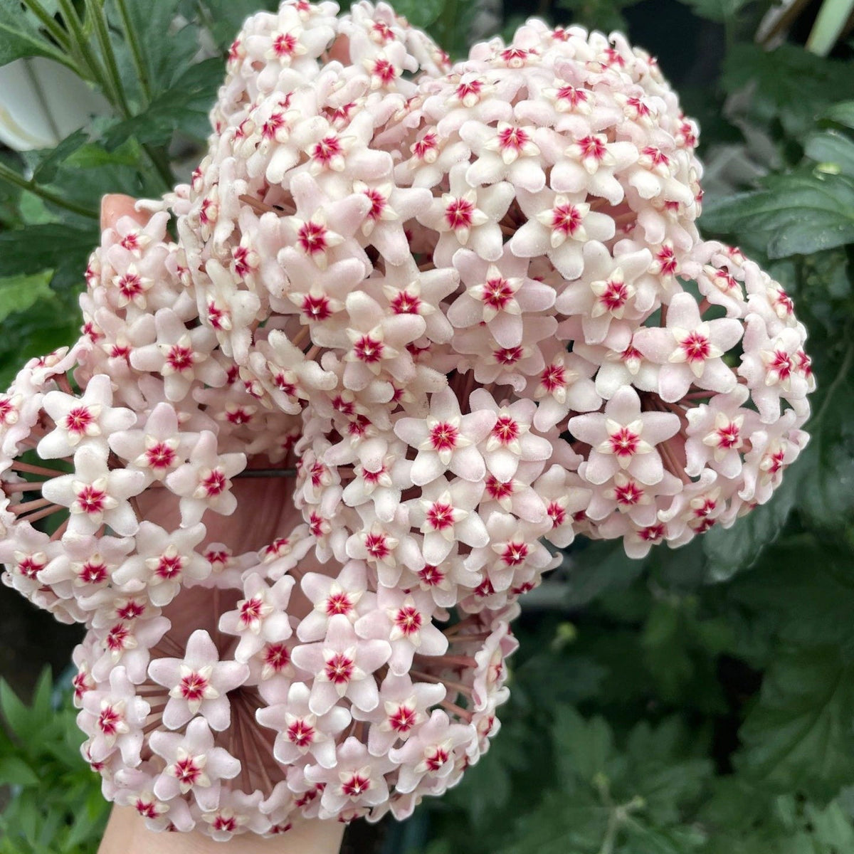 Hoya Carnosa Flower Seeds-Large Hydrangea Clustered with Many Star-shaped Florets