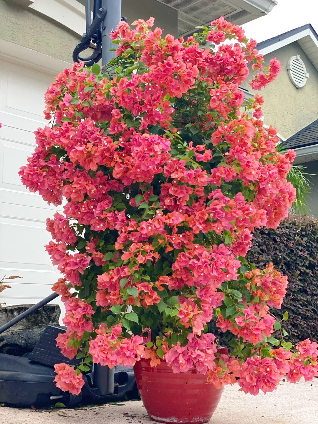 💐Bougainvillea – Easy To Grow And Beautiful