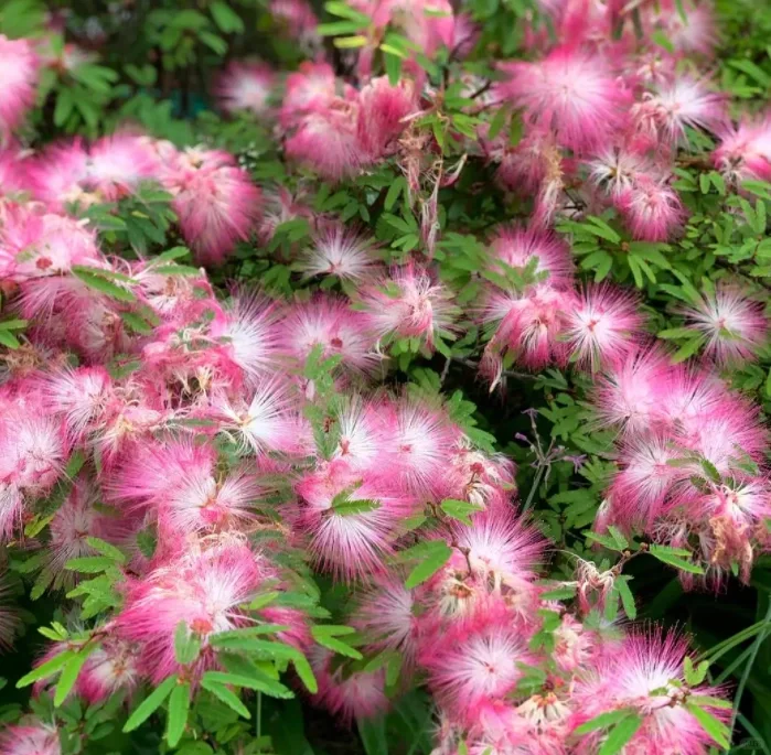 Silktree Albizziae Flower