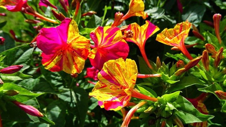 Marvel of Peru Four O' Clock Seeds | Garden Flower Broken Color Changing Transform Pink Rainbow Plant Leaf Seed 2022 Season Fast Shipping