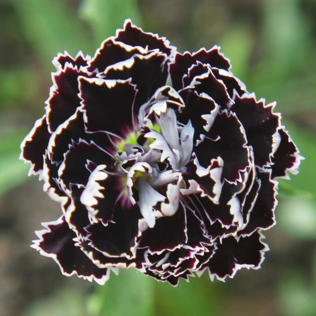 Dianthus Heddewigii Black White Carnation Flower Seed, Dianthus Flower, Natural, Non GMO, Heirloom