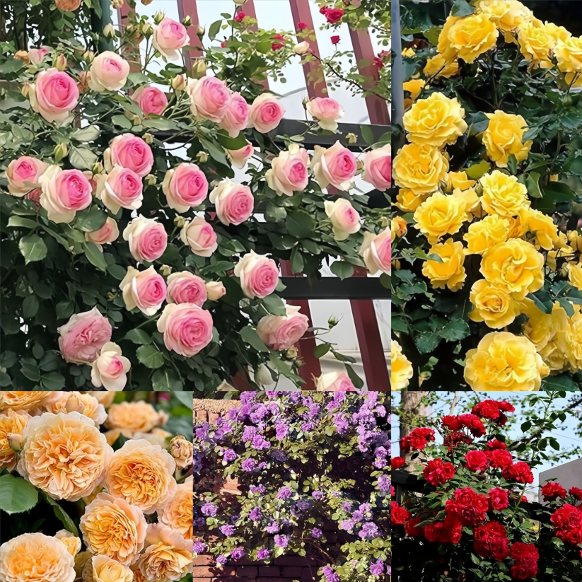 [ Repeat Blooming]🌹Climbing Rose Seeds - Luck Rises