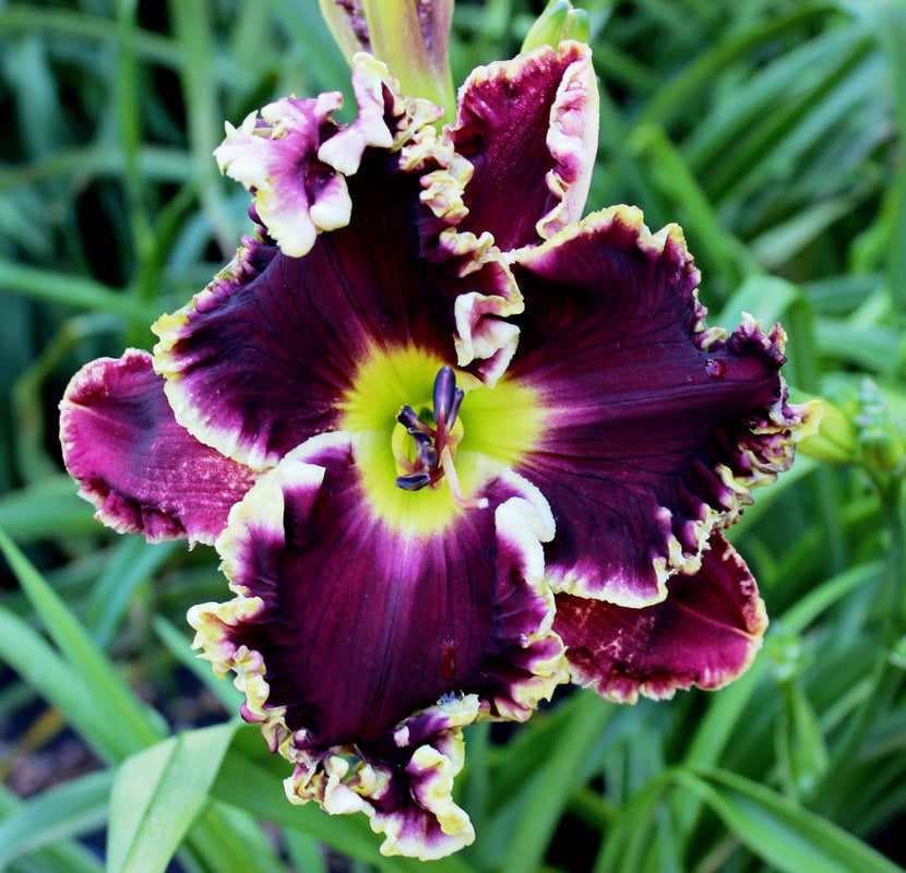 Daylily Hybrid Flowers Seeds, Hemerocallis Hybrid, 20pcs/pack