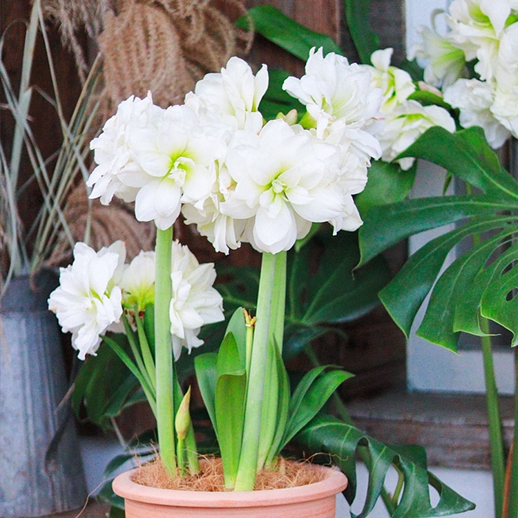 Double-Flowered Amaryllis Bulb🌼