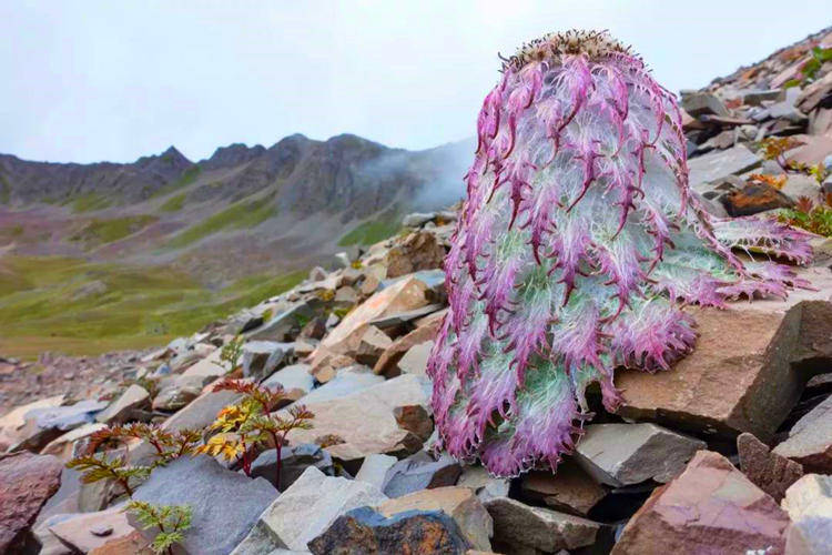 Saussurea medusa Maxim