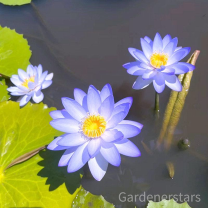 🌸[7 days germination]Last Day Up to 80% OFF💐The Sacred Bonsai Bowl Lotus Flower