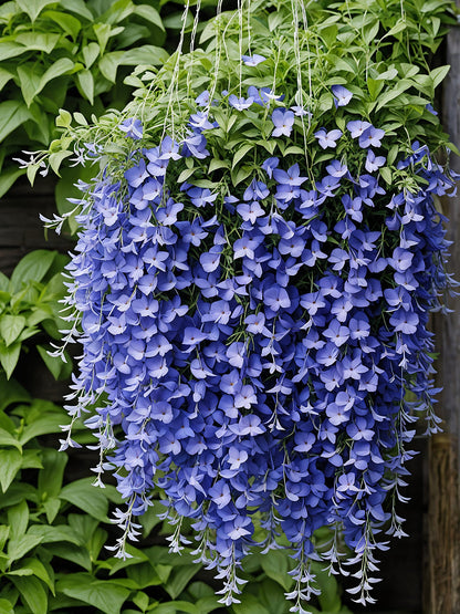 🌸 Hanging Lobelia