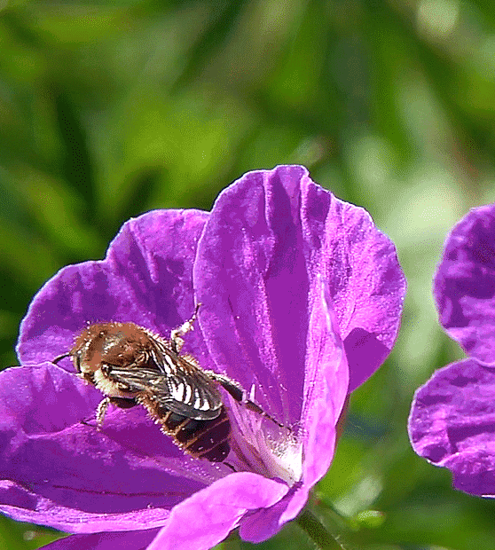 🐝Insect-friendly🔥Over 60 Mixed Perennial Flower Seeds🌿Pure Non-GMO