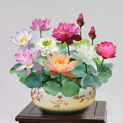 🌸[7 days germination]Last Day Up to 80% OFF💐The Sacred Bonsai Bowl Lotus Flower