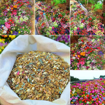 🐝Insect-friendly🔥Over 60 Mixed Perennial Flower Seeds🌿Pure Non-GMO