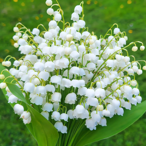 Lily of the Valley Bulbs