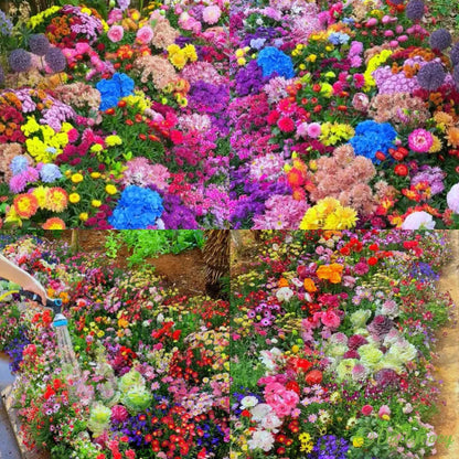 🐝Insect-friendly🔥Over 60 Mixed Perennial Flower Seeds🌿Pure Non-GMO