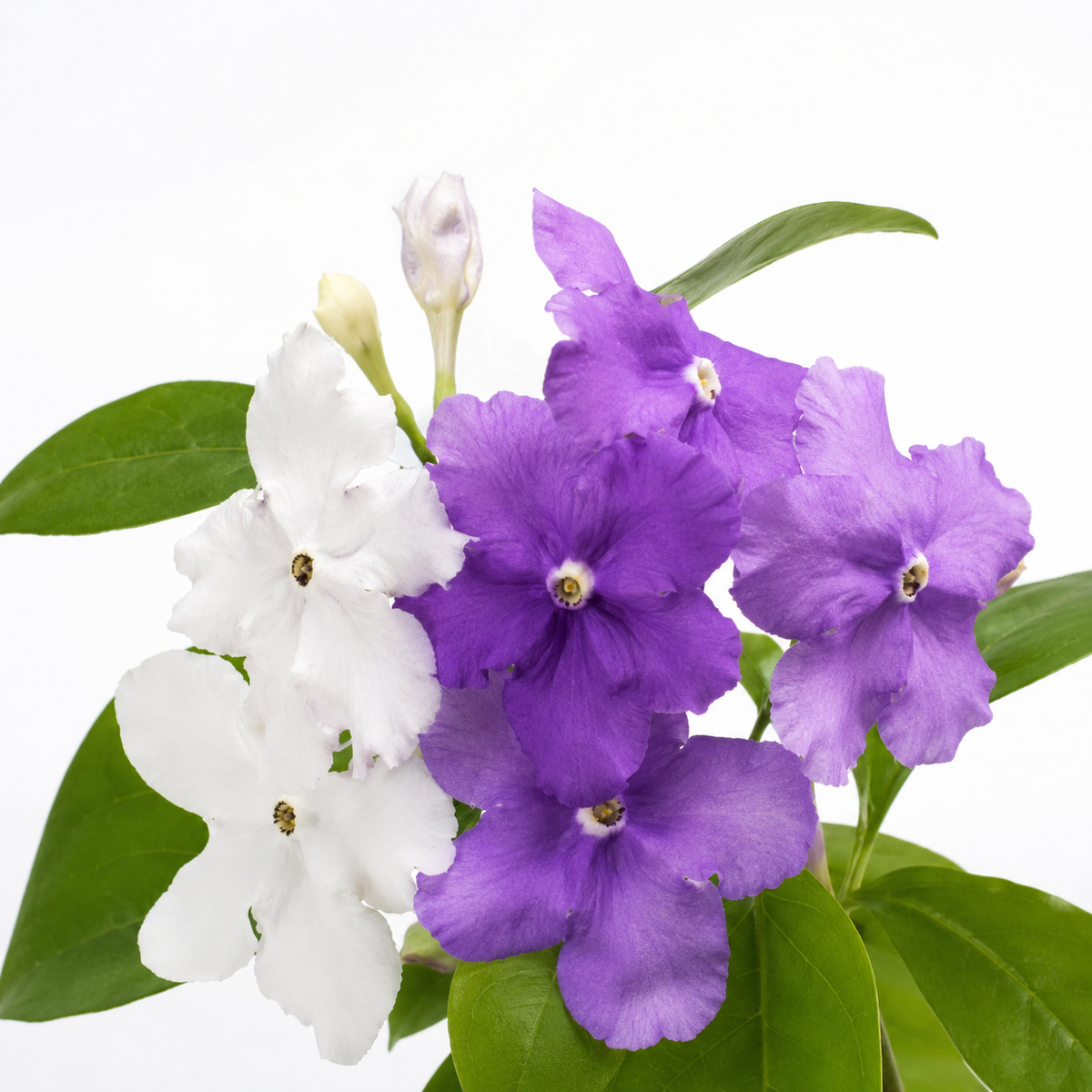 Two-tone jasmine plant-Yesterday-Today-and-Tomorrow💜