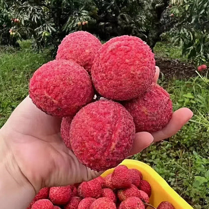 Seedless Lychee Sweetness Fruit
