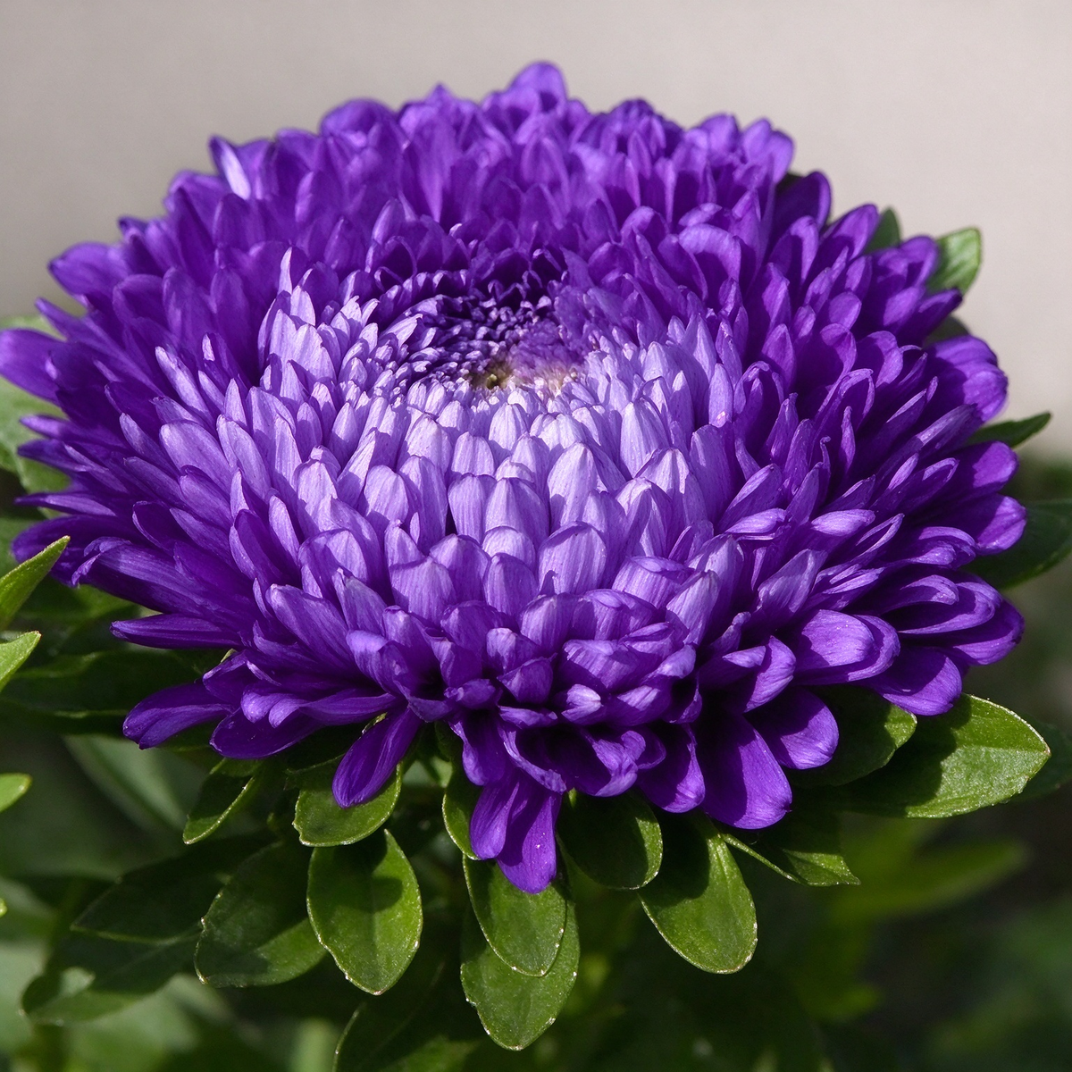 💖Double Pompon China Aster Seeds -Container & Cut Flowers