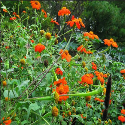 Orange Sunflower,Tithonia Speciosa Goldfinger flower Seeds