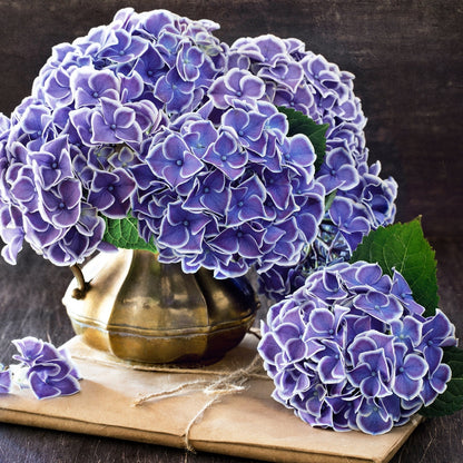 Hydrangea Macrophylla Tivoli Seeds