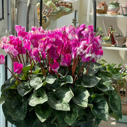 🌸 Fragrant Cyclamen Bulbs-Sweet Scent, Simple Care