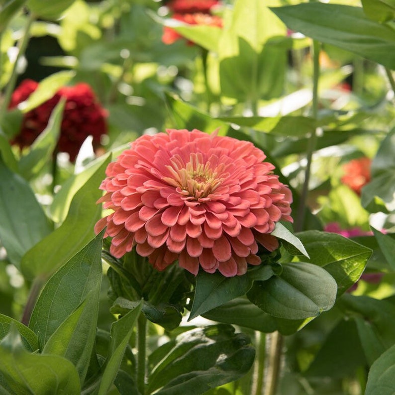 Order 50 seeds lovely Giant Salmon Rose Zinnias Seeds