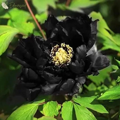 Black Beauty Peony Flower Seeds