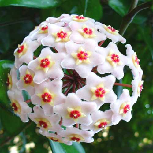 Egrow 20Pcs/Pack Hoya Seeds Potted Seed Hoya Carnosa Flower Seed Garden Plants