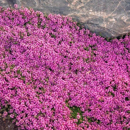 📣Optimal Ground Cover✨Creeping Thyme Seeds