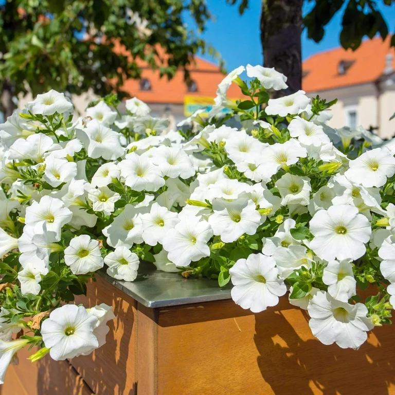 🌸Petunia Seeds