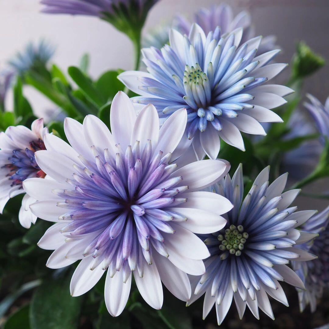 Marigold 'Sky Blue Misty Rain' seeds