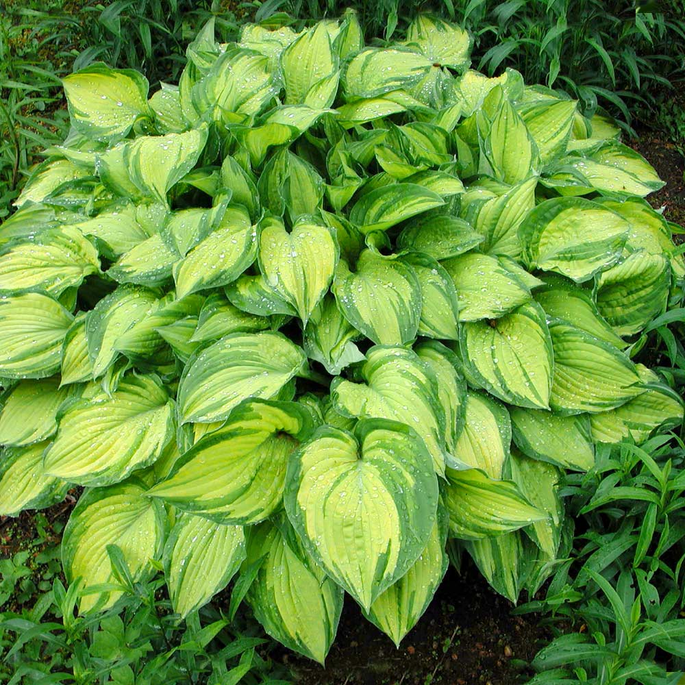 Hosta – The Shade-Loving Elegance for Your Garden 🌿✨